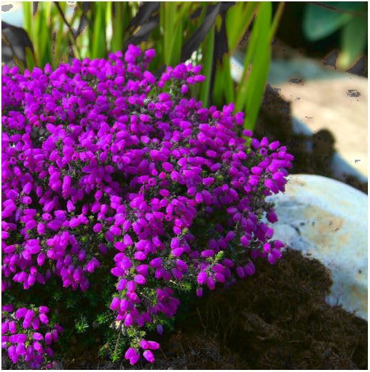 GrowOn Shrubs [x4] Bell Heather Erica Cinerea 'Purple Robe' | Multi-Pack | Evergreen Shrubs | Outdoor Garden Ready Plants | Summer and Autumn Flowering | Purple Flowers
