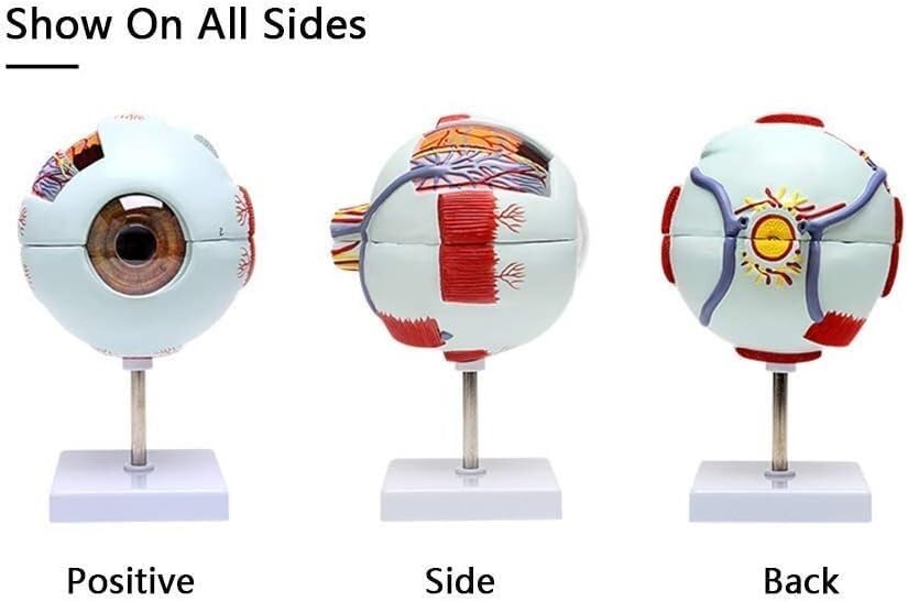 Modèle anatomique de globe oculaire humain agrandi pour cabinet médical