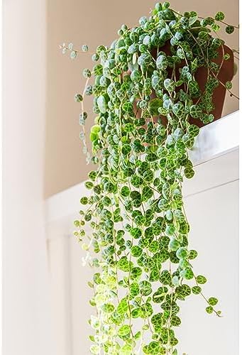 Peperomia prostrata 'String of Turtles' - Tender Perennial - Trailing Houseplant with Cascading Red Stems - Easy to Care - 1x 6cm Potted Plant by Thompson and Morgan (1x 6cm)