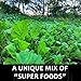 Domain Outdoor Bombshell Food Plot Seed for Deer, 4 Acre, Designed to Handle The Toughest Conditions, Quick Establishment - Ethiopian Cabbage, Forage Collards, Hybrid Forage Brassica, Forage Turnip