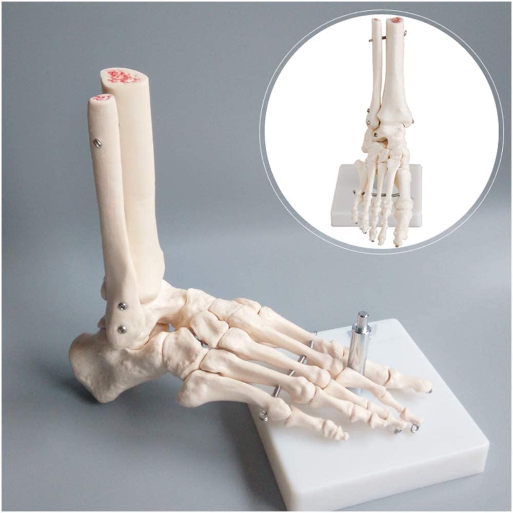 Model 2 Sztuk I Kostki, Model Medyczny-Anatomiczny Szkielet B1, Materiał PVC Wielkości Wielkości, Szkielet Ludzki