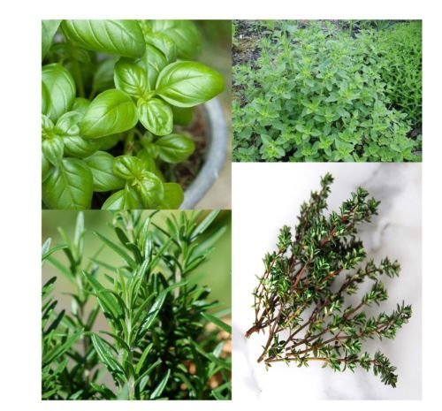 See full amazon price history chart for 4 Herbs Seed - Basil, Rosemary, Oregano and Thyme Pack by Seedscare India 4 Herbs Seed - Basil, Rosemary, Oregano and Thyme Pack by Seedscare India (B01GJVFMFQ) Amazon Price History, Amazon Price Tracker