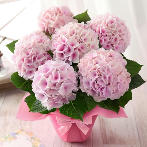 アジサイの鉢植えギフト