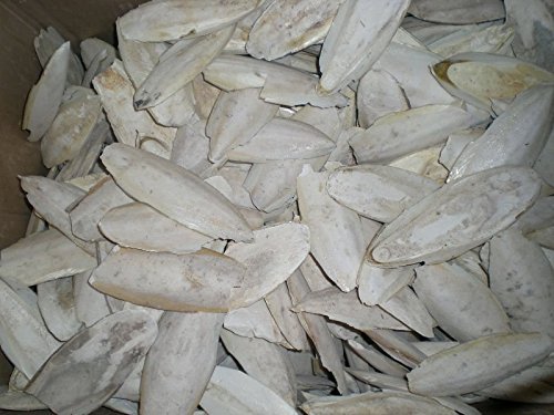 JD Cuttlefish Bone For Birds | Natural Calcium Product (250Gm) (B079HVRWVY) Amazon Price History, Amazon Price Tracker