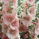 Hollyhock produziert eine Menge entzückender aufrecht stehender Stacheln mit pastellrosa Blüten.