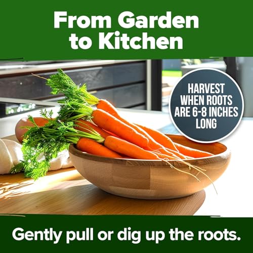 Image of HOME GROWN Tendersweet Carrots Seeds 3000+ Heirloom Non-GMO Seeds for Planting,High Germination,Sweetest Coreless Root Vegetable, Crunchy Summer Garden,Great for Canning (Daucus carota subsp. sativus)