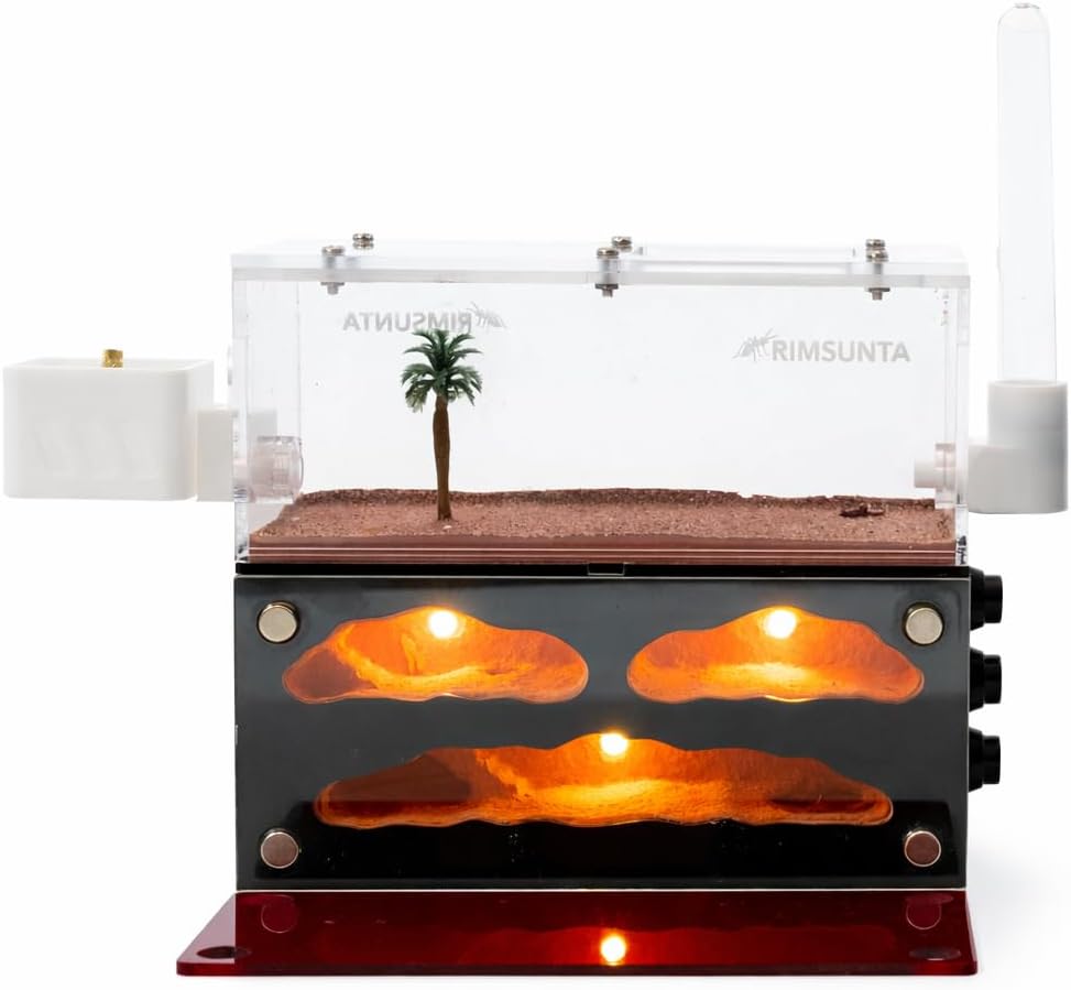 Ant Farm for Live Ants - for Small Ant Clony - Natural Learning Toy - Great Gift