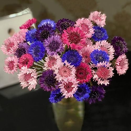 semillas de aciano, perenne, jardín Cobertura del suelo resistente 600pcs