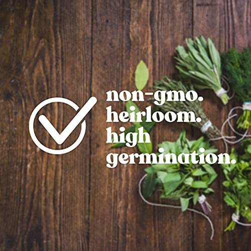 Large Leaf Sorrel Herb Seeds For Planting - 1 Gram 500+ Seeds - Non-Gmo, Heirloom - Culinary Sorrel Herb Plant Seeds - Home Garden Herb Seeds - Sealed In A Beautiful Mylar Package #TOP3