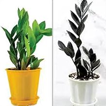 OCCIDENT Pack of 2 Zamia Zamioculas Zamiifolia " Raven" Succulent Rare Exotic Live ZZ Indoor Plant For Home and Garden with Black Plastic Pot (ZZ Plant Black & Green, 2)