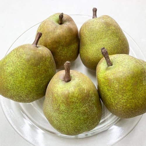 R`Y tX 1s m 3-5ʑO p Ǐnt[c/ʕ t[c m  Ȃ mȂ Yt[c tX