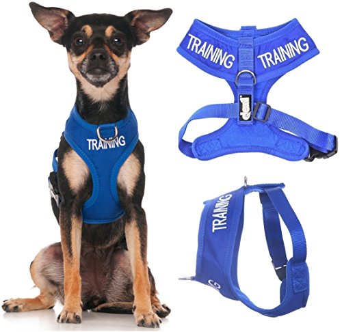 Dexil TRAINING (Dog In Training/Do Not Disturb) Blue Color Coded Non-Pull Front and Back D Ring Padded and Waterproof Vest Dog Harness PREVENTS Accidents By Warning Others Of Your Dog In Advance (XS)