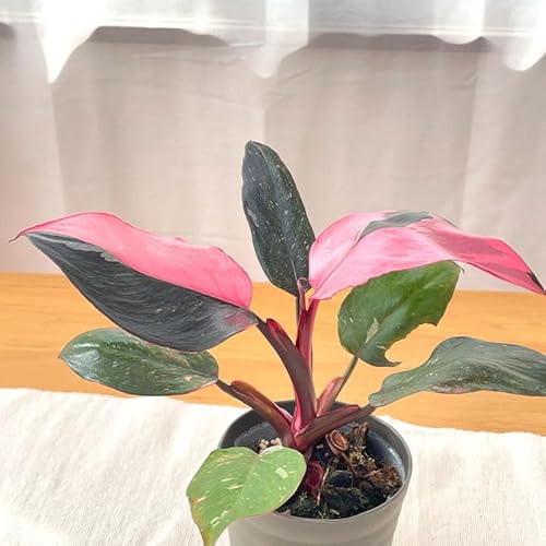 観葉植物 フィロデンドロン ピンクプリンセス 4号鉢 観葉植物 小型 小さい 室内 贈り物 プレゼント インテリア おしゃれのサムネイル
