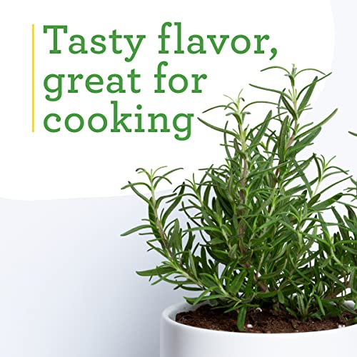 Bonnie Plants Rosemary Live Edible Aromatic Herb Plant - 4 Pack, Perennial In Zones 8 to 10, Great for Cooking & Grilling, Italian & Mediterranean Dishes, Vinegars & Oils, Breads - Thumbnail 4