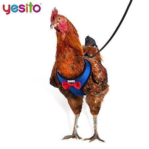 Yesito Chicken Harness Hen Size With 6-Foot Matching Belt, Comfortable, Breathable, Small Size, Suitable For Chicken, Duck Or Goose Suitable For Weight About 2.3-3.8Pounds, Green (Small, Blue) #TOP4