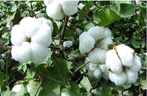 Generisch 2025 Niños Cuello Alto Camiseta Invierno Algodón Mezcla Hombres Mujeres Camisas de Manga Larga con Tops Calientes Camiseta Niño Niña, Negro , 5-6 años