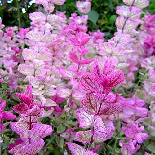 Kviter 100 Seeds Clary Sage Pink Sundae Salvia Birds Butterflies Pollinators - Fresh Organic Plant Seeds For Home And Garden - Live Flowers Seeds For Planting #TOP7
