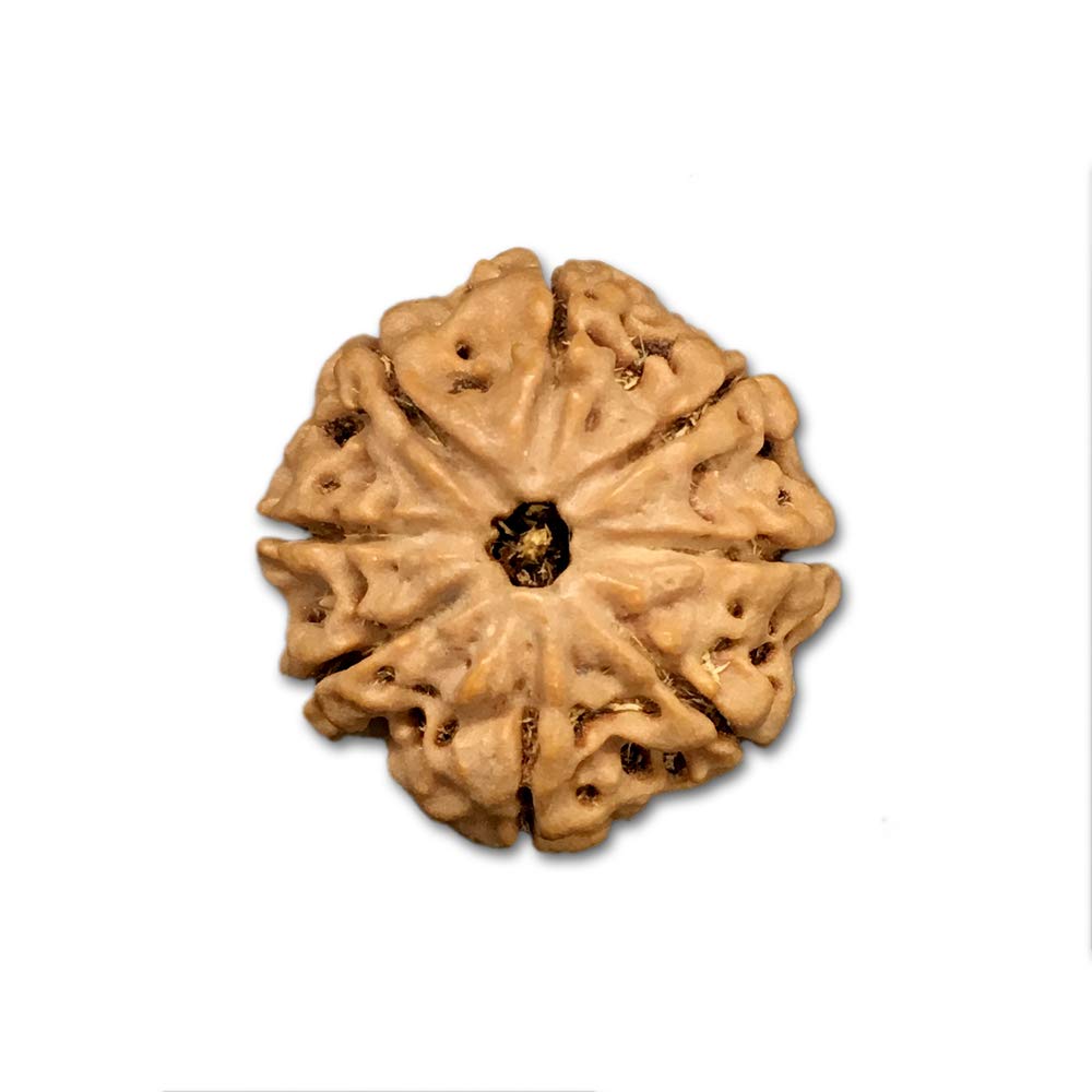 Rudraksha 8 Mukhi du Népal, graine sacrée de 22-24 mm pour la méditation spirituelle
