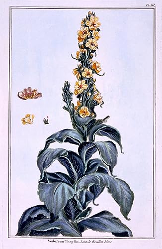 Peinture Molène de Pierre Buchoz affiche décorative SERENDIPITP art mural 60x90cm
