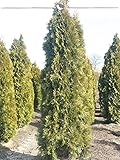 Gardline