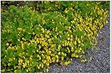3 x Waldsteinia geoides (Staude/Winterhart/Bodendecker/Immergrün/Mehrjährig/Problemlöser) Ungarwurz - Goldene Blütenpracht für schattige Ecken. - Pflegeleicht - von Stauden Gänge