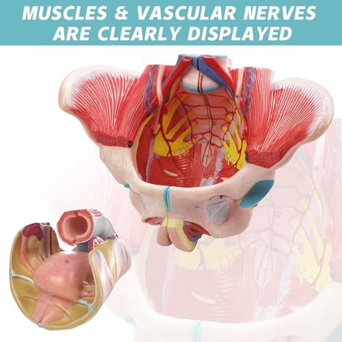 Image of Life Size 4 Parts Human Female Pelvis Model with Pelvic Floor Muscles, Vessels Nerves & Reproductive, Removable Organs, for the teaching of physiology and hygiene in the teaching of anatomy schools