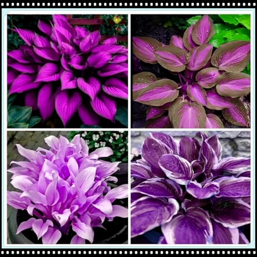 Hosta perenne/Hosta resistente al freddo/Varie varietà/Resistente all'ombra per balconi e giardini/Riempimento del giardino-10 PCS-A