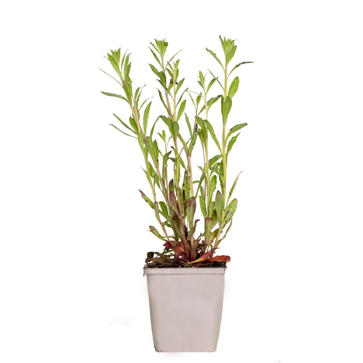 Bloomique - Gaura Lindheimeri - Prachtkerze - Gartenpflanzen - Winterhart - Tierfreundlich - Höhe 10-20 cm - Topf 9x9 cm