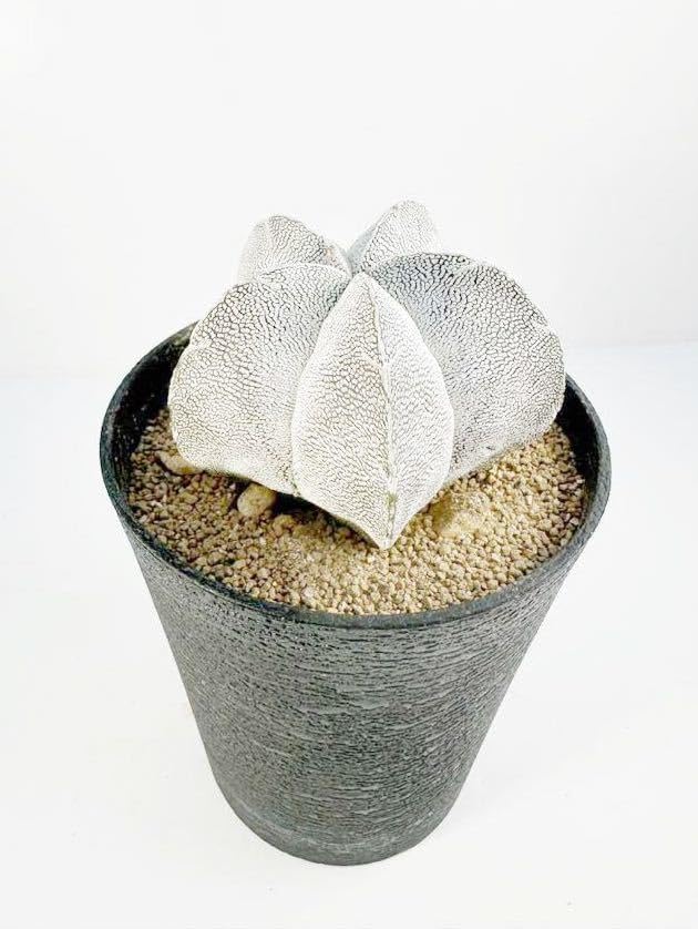 盆栽鉢 天然木花台コレクション台敷板敷台サボテン多肉植物台飾り台