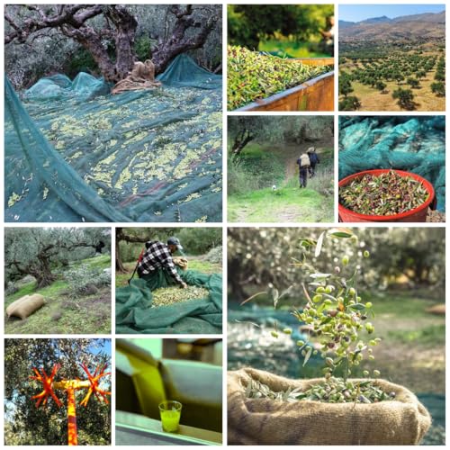 Olivenöl Bio 3 Liter Kanister - Cretalèa - aus Kreta - frische Ernte - kaltgepresst - Extra Nativ - Griechenland - Erste Güteklasse