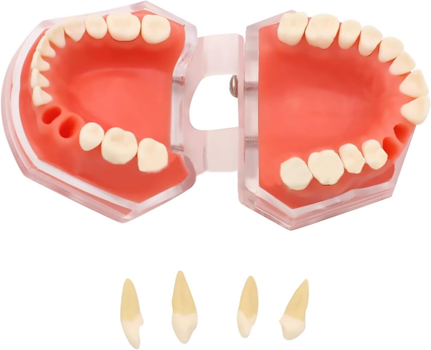 Amazon | 歯列模型 歯科モデル 歯が取り外し可能モデル 教育指導 研究