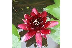 Live Water Lily Plants | Pre-Grown Hardy Lilies in White, Red, Yellow, Pink