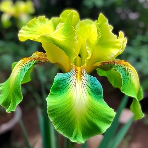 Winterharte Iris Zwiebeln - Seltene Sorten Für Garten & Beet - 4 Stück Mehrjährige Blumen