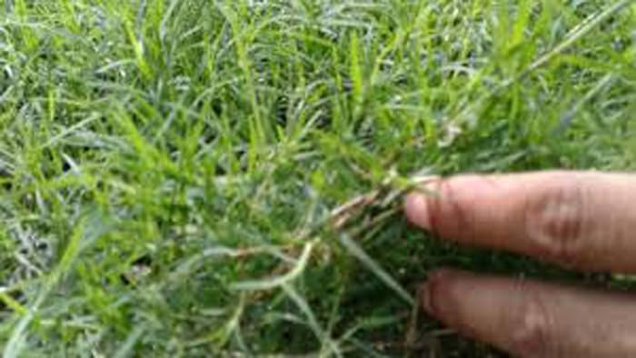 Indian Dhurva Ghas/Doob Grass seeds, high germination rate (pack of 15 gram) (B0DD4JYFW9) Amazon Price History, Amazon Price Tracker