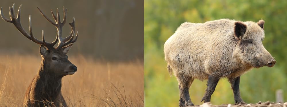 Almgourmet - Tiroler Wildwurzn - 16 Stück - Delikatesse mit Wildschwein - und Hirschfleisch - würzig mit Rauchnote