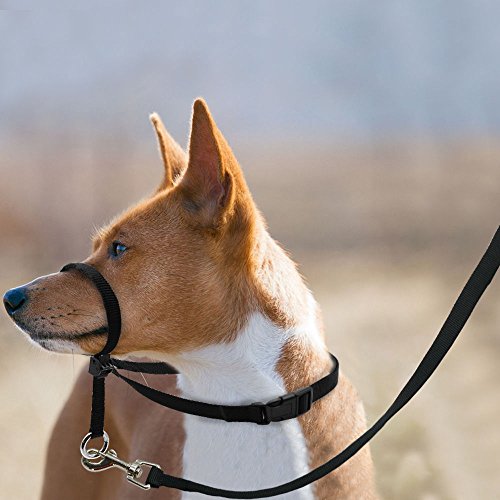 Dog Head Collar, Adjustable And Padded, No-Pull Training Tool For Dogs On Walks, Includes 1 Dog Leash And Free Training Guide, 3 #TOP3