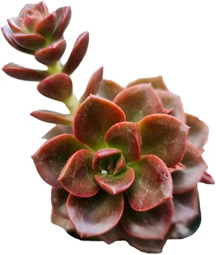 Plantas suculentas vivas Echeveria (maceta de 2 pulgadas Echeveria Melaco)