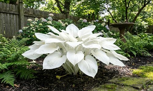 Image of Hosta Seeds For Planting (200 SEEDS) Low Maintenance - Grow Indoor /Outdoor Both - Grow Year Round (WHITE ANGEL)