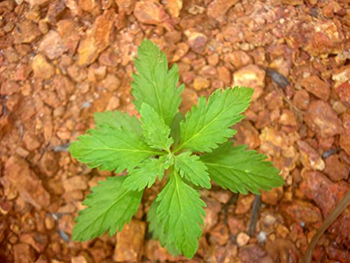 Creative Farmer Kallurukki (Scoparia Dulcis) Stone Breaker Herb Plant Healthy Live (Healthy Live Plant) 2