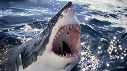 Image of Nat Geo Challenge! Wild Life