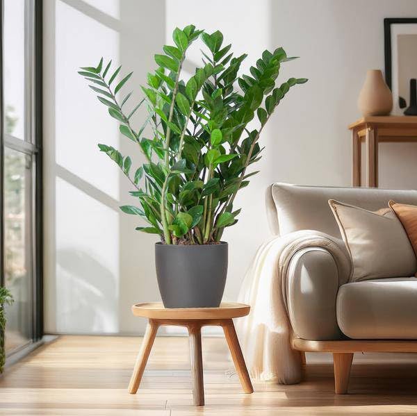 Zamioculcas Zamiifolia Glücksfeder – robuste Zimmerpflanze 80cm Ø21cm – pflegeleichte Smaragdpalme im nachhaltigen Viber Topf Grau