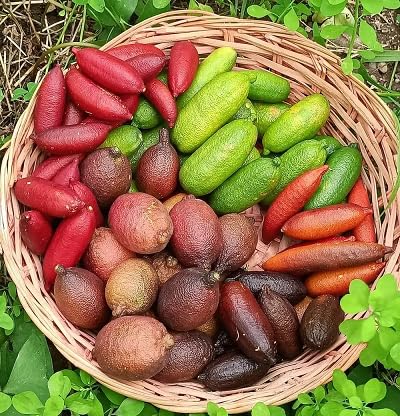70pcs Mixed Fingerlime Fruit Seeds
