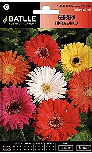 Gerbera Hybrid Assorted