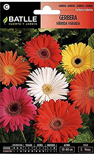 Semillas Batlle Gerbera HIBRIDA Variada