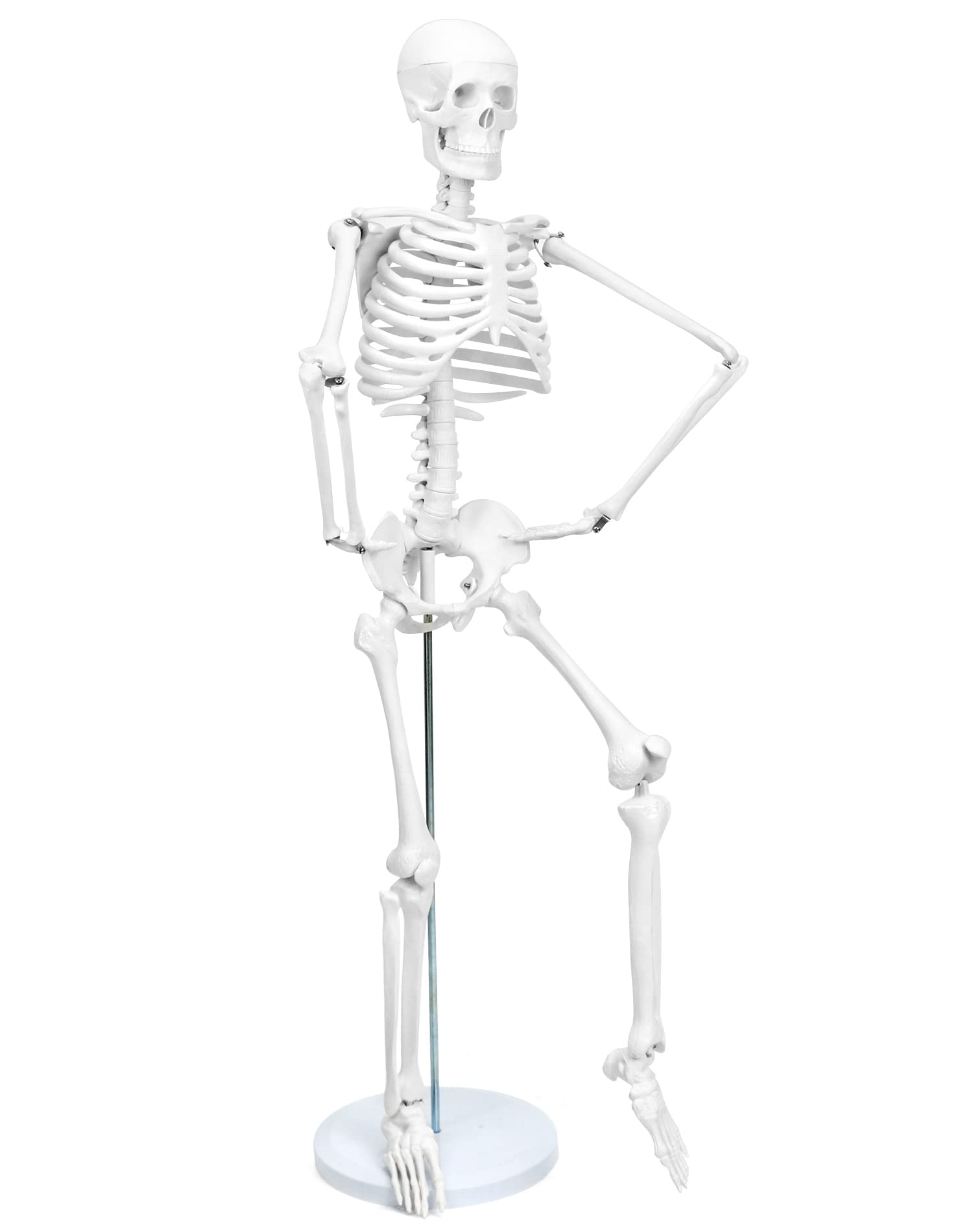 QWORK® Modello Anatomico Scheletro Umano, 85 cm, Flessibile, Per Strumento di Visualizzazione dell'Insegnamento