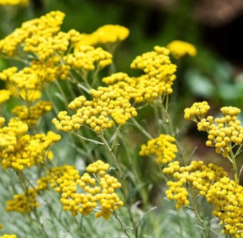 Aceite Esencial de Helichrysum 5 mL Orgánico Puro miniatura 4