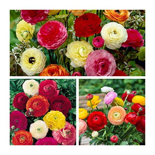Ranunculus Mixed Flower Corms/Bulbs. Hardy Colourful Flowers. (10)