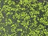 Wasserlinsen Für Gartenteich und Aquarium, Produziert Sauerstoff, Algenhemmend, Winterhart, Schwimmpflanze für Aquarien und Teiche