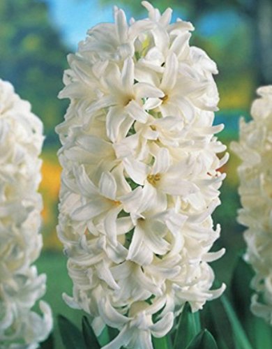 10 Hyazinthen White duftend Blumenzwiebeln