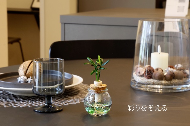 Amazon｜日本古来の植物 「良縁を結ぶ ご神木 梛(ナギ)の木」と